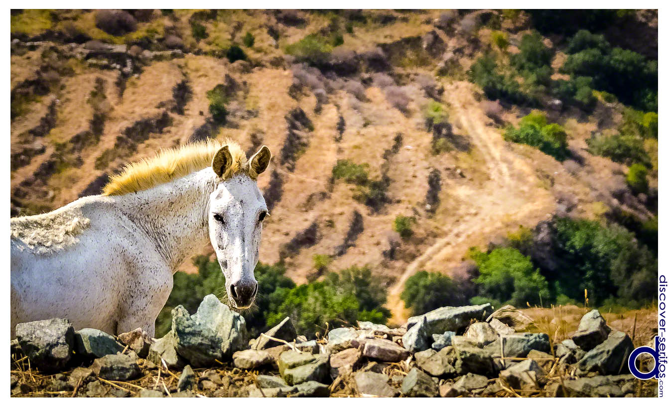 Horse in northern Serifos
