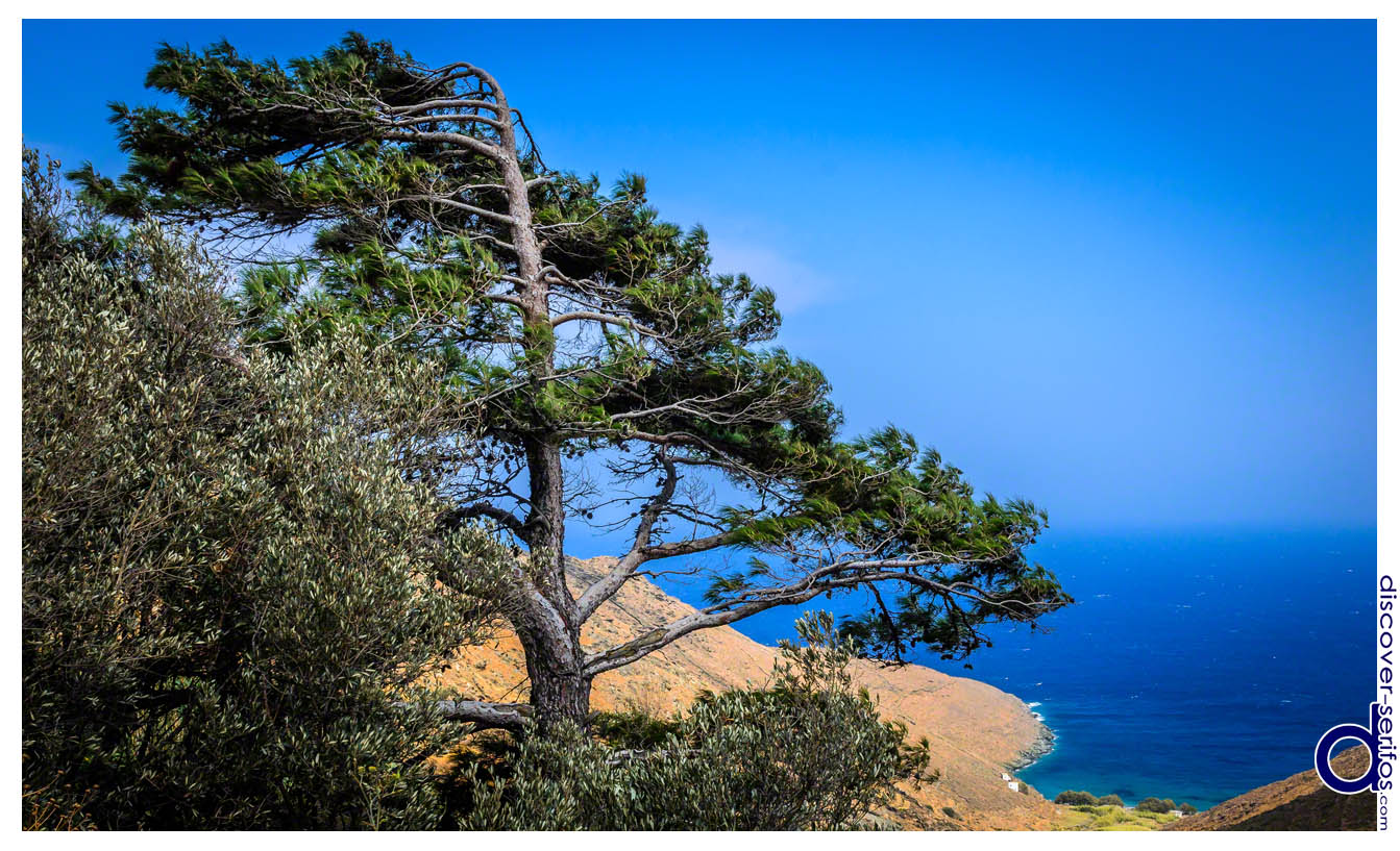 Tree in Kallitsos and Kentarchos beach